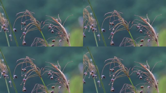 湖边野生植物野花果实