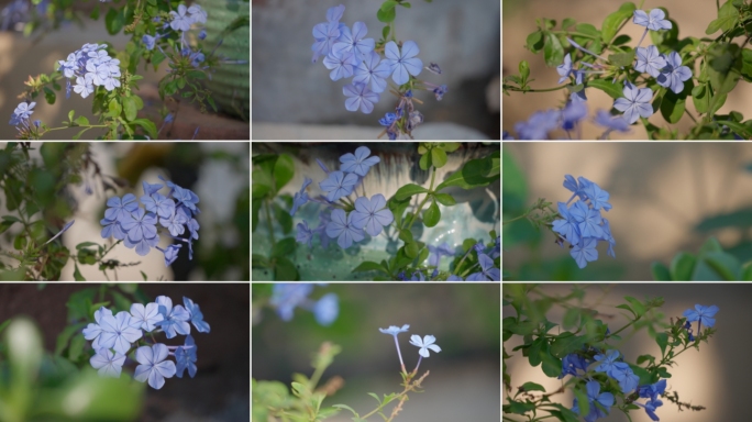 蓝雪花绿植花卉