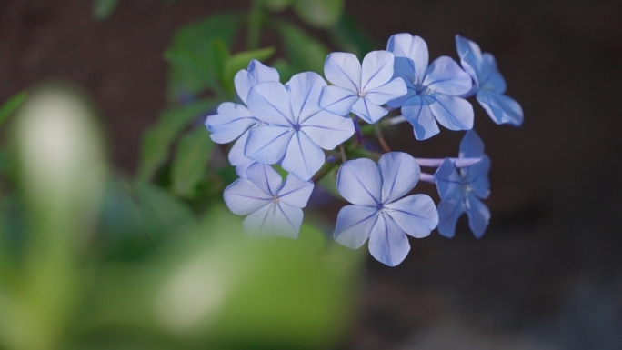 蓝雪花绿植花卉