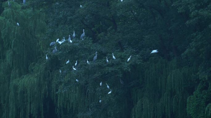 湖边树林飞行和歇息的鸟