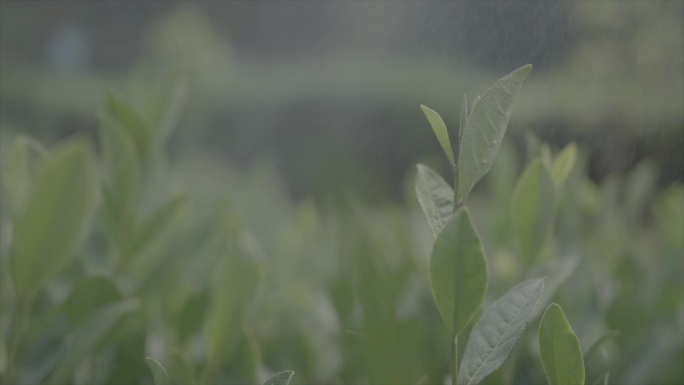 茶园下雨镜头 升格