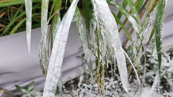稻田撒石灰种植植物保护稻田水稻发病撒石灰