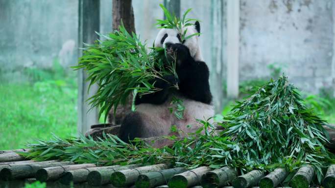 大熊猫吃竹叶
