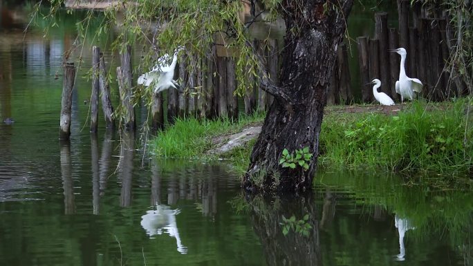滇池湿地的白鹭鸶