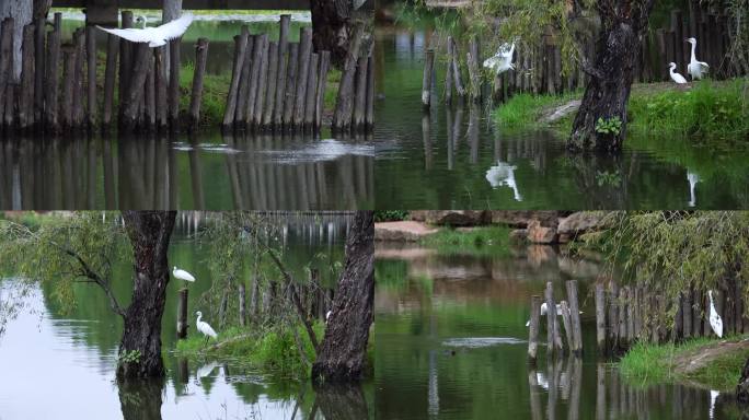 滇池湿地的白鹭鸶