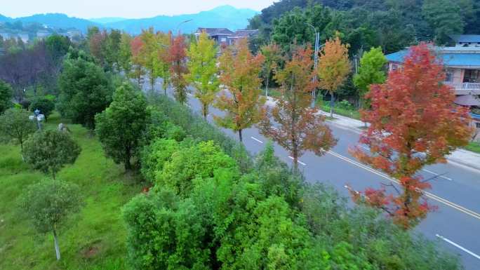 道路秋色  秋风起