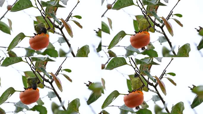 领雀嘴鹎吃柿子起飞