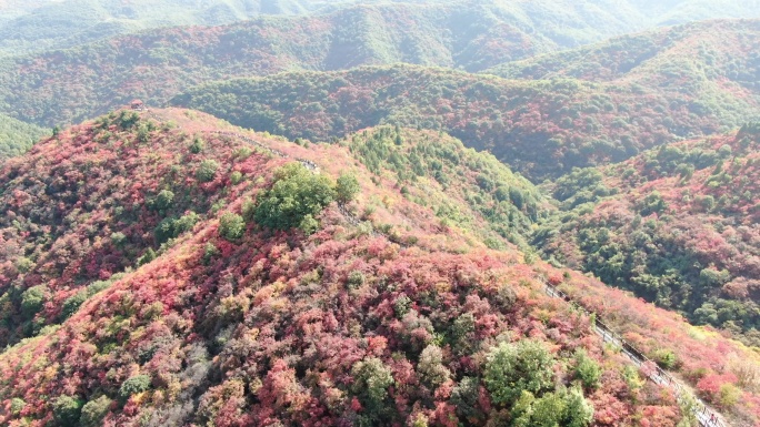 香山红叶