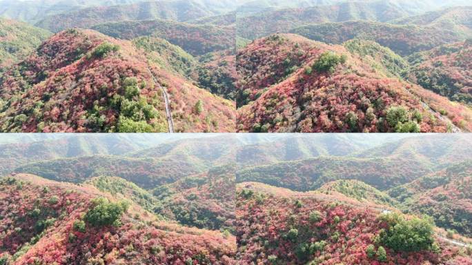 香山红叶