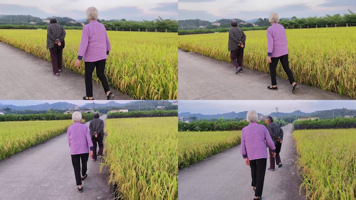 田野硬化路散步的老太太农民休闲的幸福生活