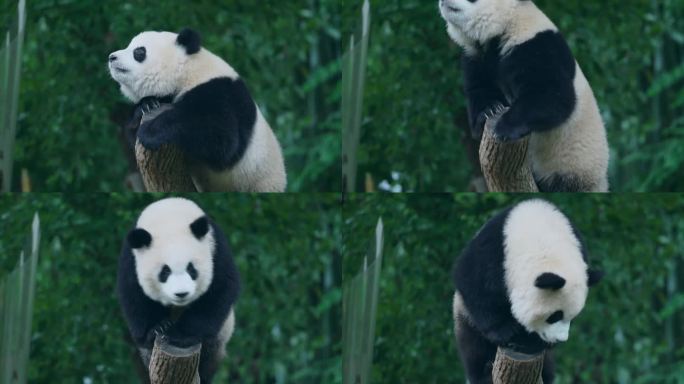 熊猫爬树桩
