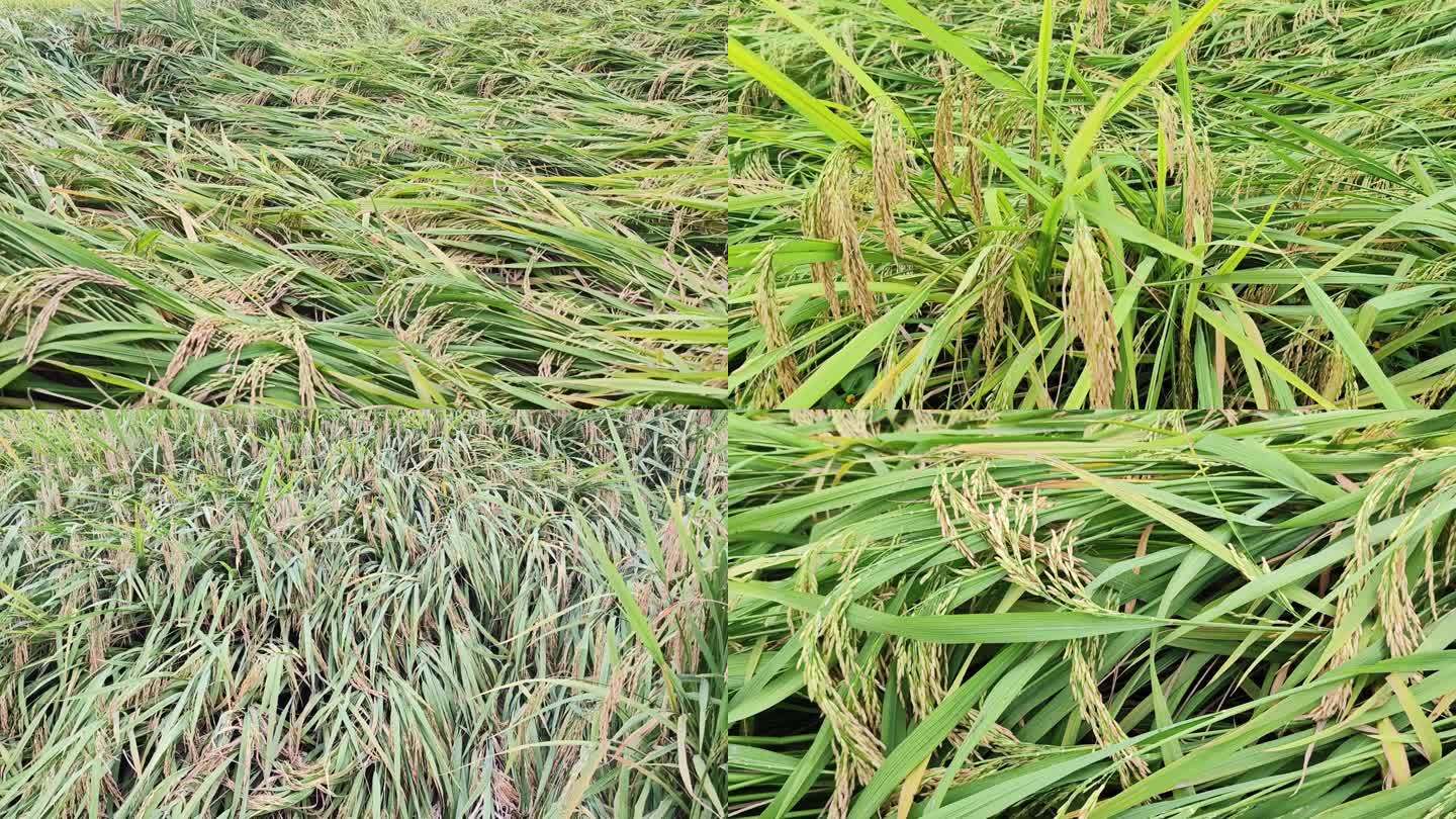 台风影响水稻倒伏稻田倒伏稻子倒伏水稻倒了