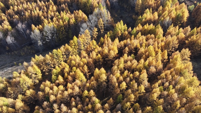 航拍崇礼秋季森林美景