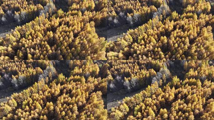 航拍崇礼秋季森林美景