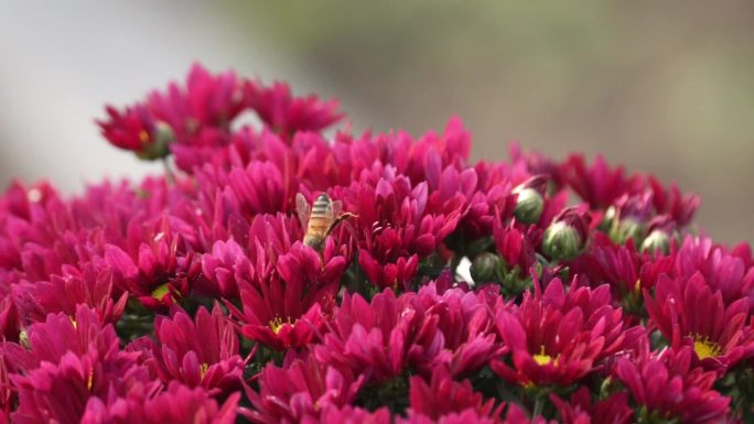 蜜蜂与菊花