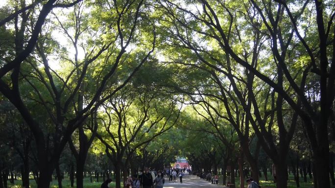 北京天坛公园古柏森森绿草茵茵