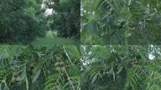 碧根果山核桃