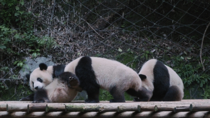 熊猫嬉戏打闹实拍视频