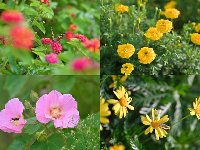 4K 花合集 秋天植物 特写 蝴蝶 蜜蜂