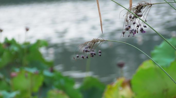 湖边野生植物野花果实