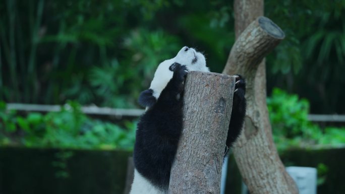 熊猫爬树桩