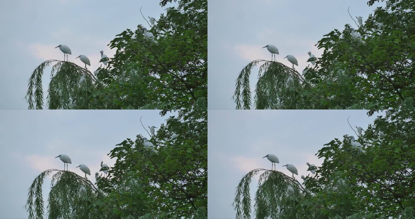 树枝上歇息的鸟