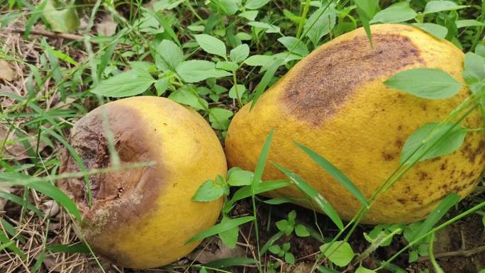 柚子坏死 水果食物腐烂 性质 真菌霉菌