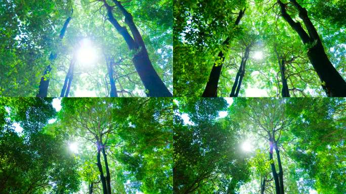 阳光透过树叶树枝