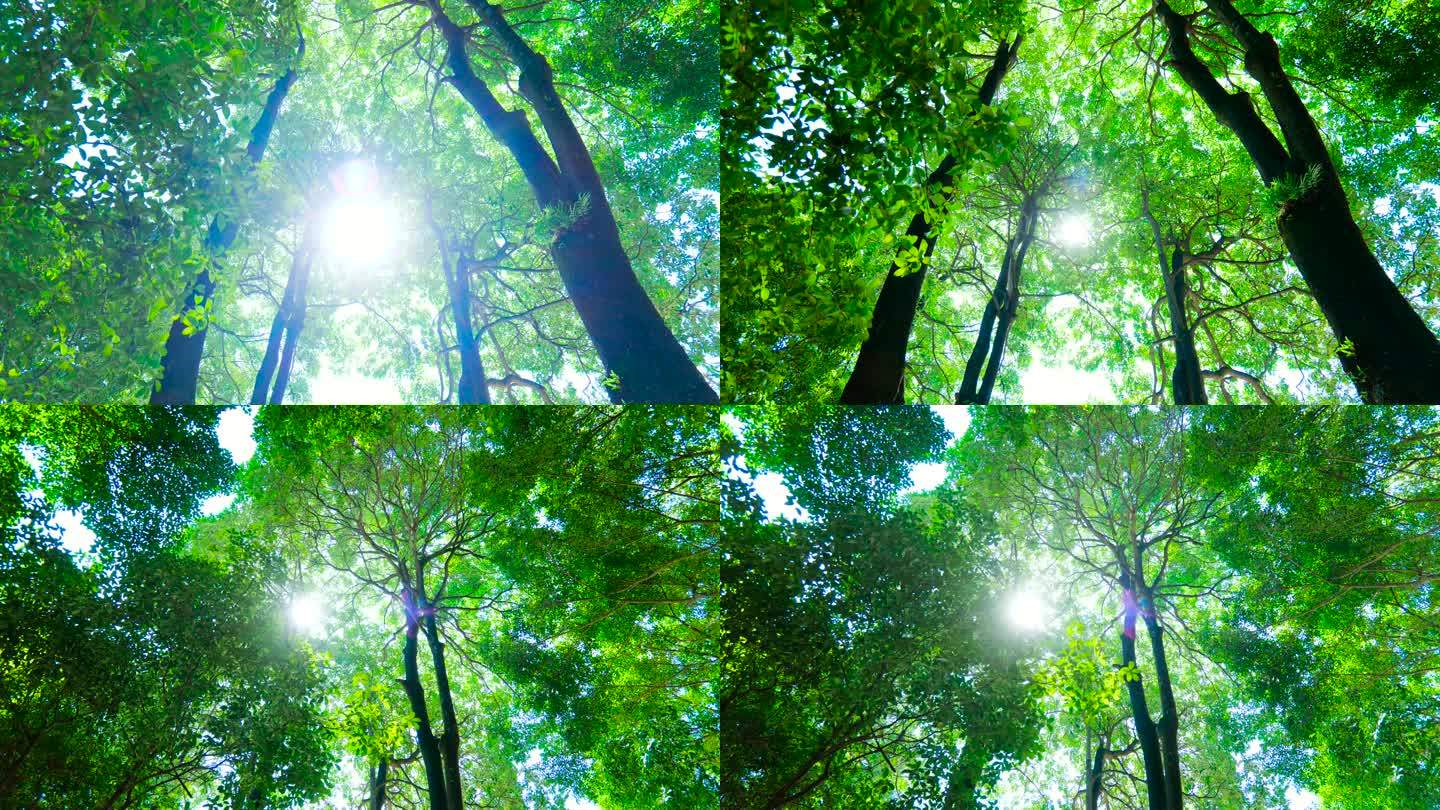 阳光透过树叶树枝