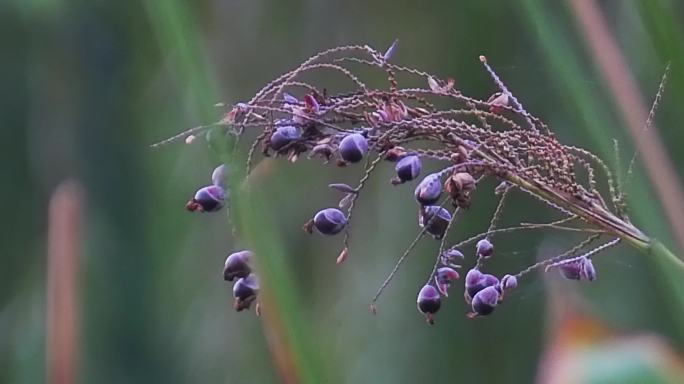 湖边野生植物野花果实