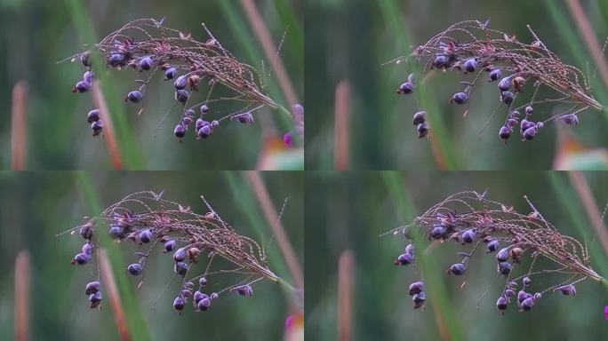 湖边野生植物野花果实