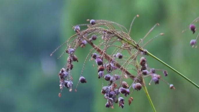 湖边野生植物野花果实