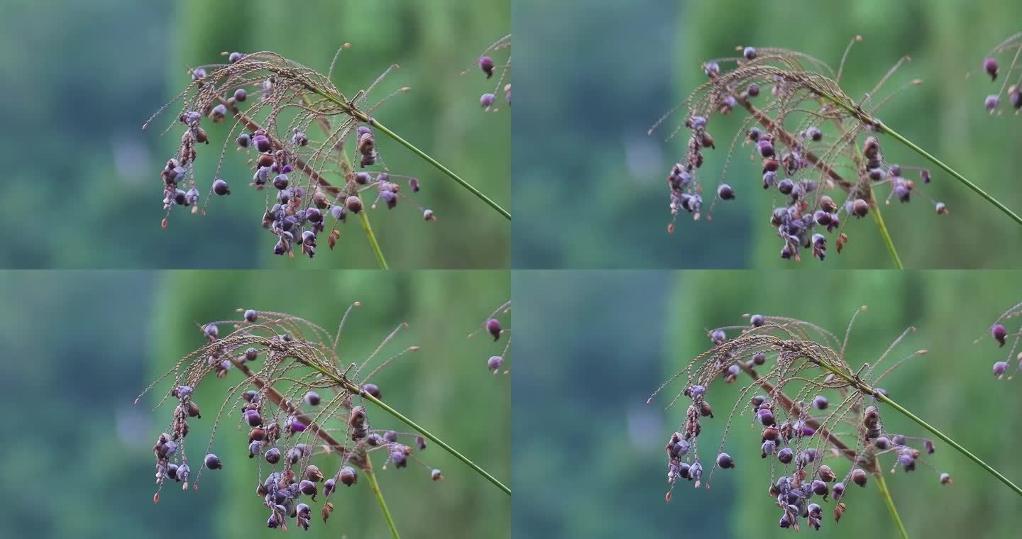 湖边野生植物野花果实