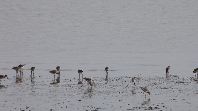 深圳湾飞行觅食的黑尾塍鹬群、鹬鸻群、鸟群