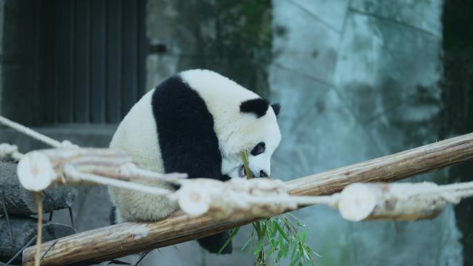 熊猫玩耍活动