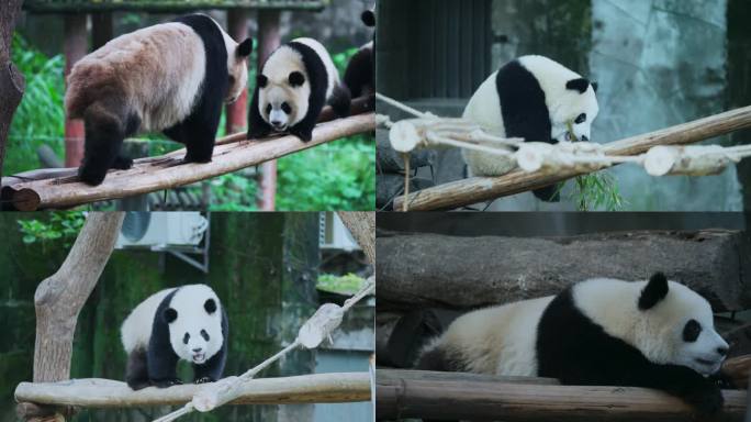 熊猫玩耍活动