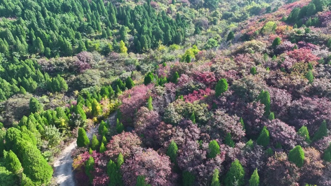 济南八里峪红叶