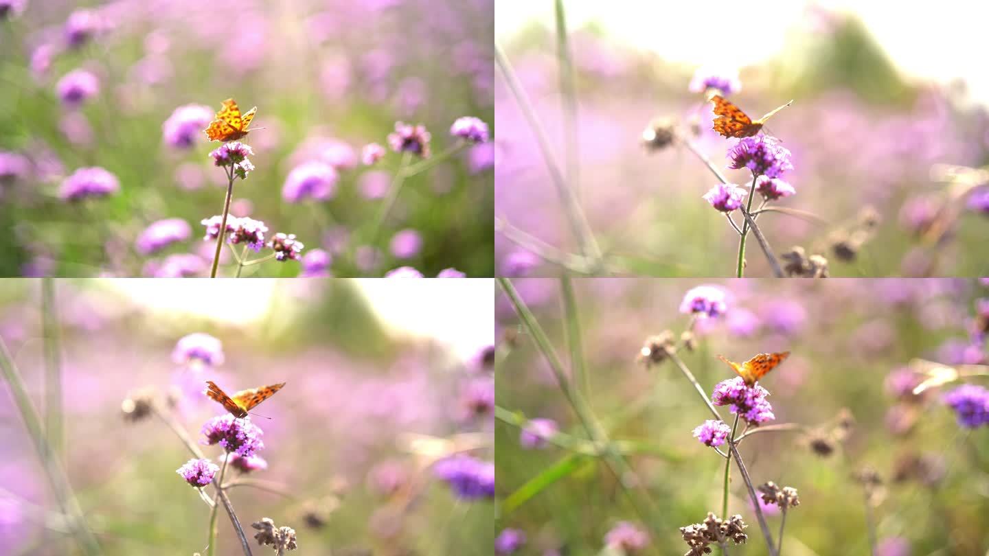 蝴蝶在花里飞舞合集