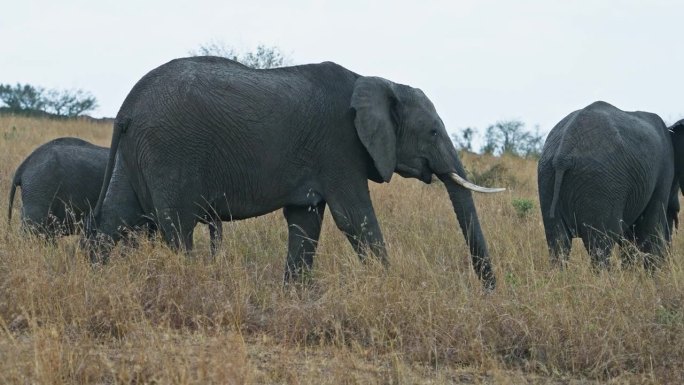 大象家族在马赛马拉大草原觅食