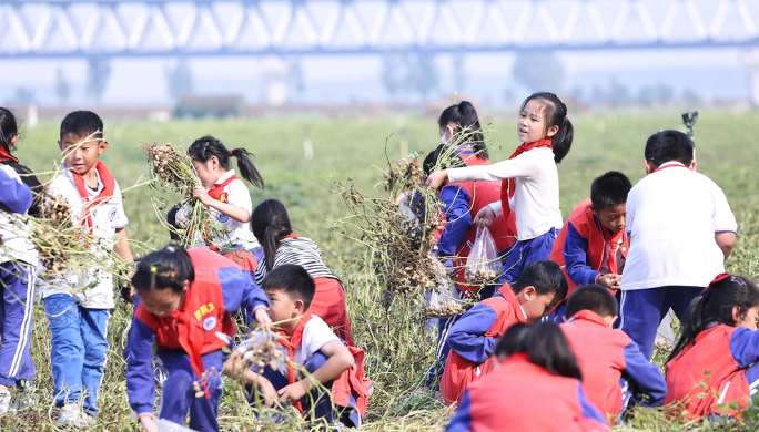 4k学生拔花生 学生秋游摘花生 收获花生