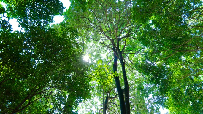 阳光透过树枝