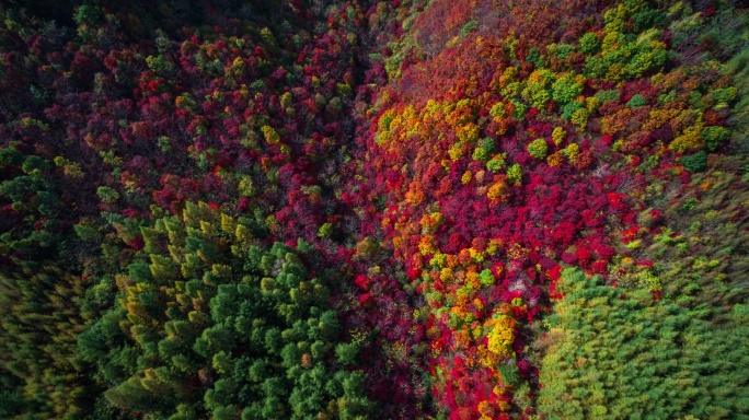 【高清6K】大自然秋景