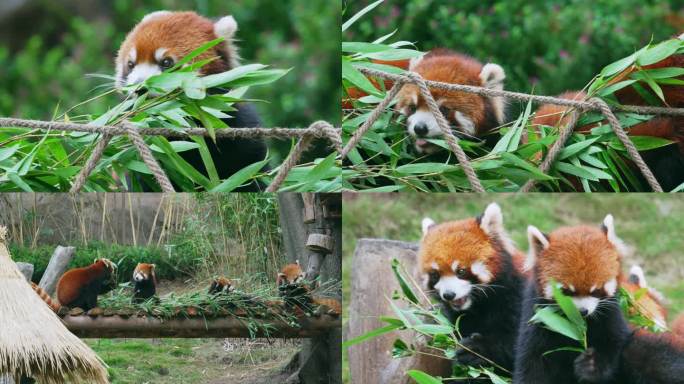 小熊猫吃竹叶