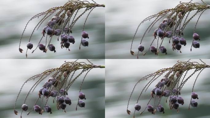 湖边野生植物野花果实