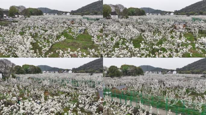 航拍梨花升空