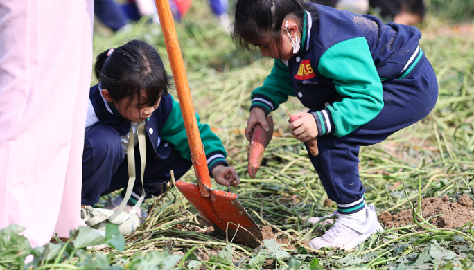 4k挖红薯 小学生秋游 师生一起挖红薯