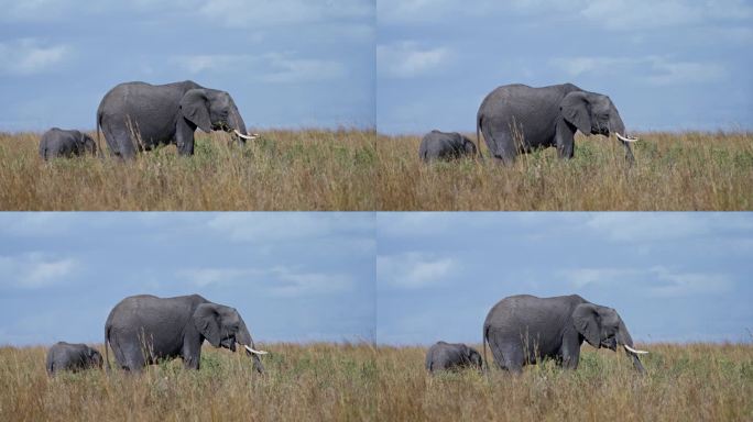 大象家族在马赛马拉大草原觅食