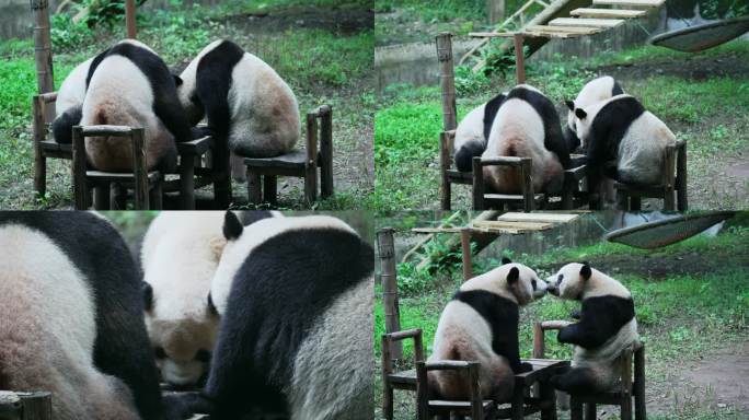 四只熊猫打麻将