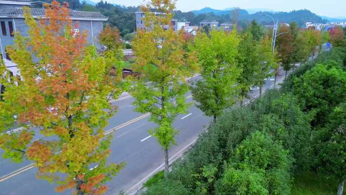 道路秋色  秋风起