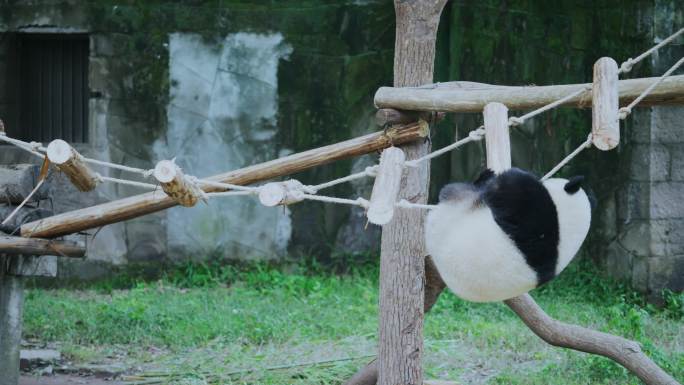熊猫爬吊桥